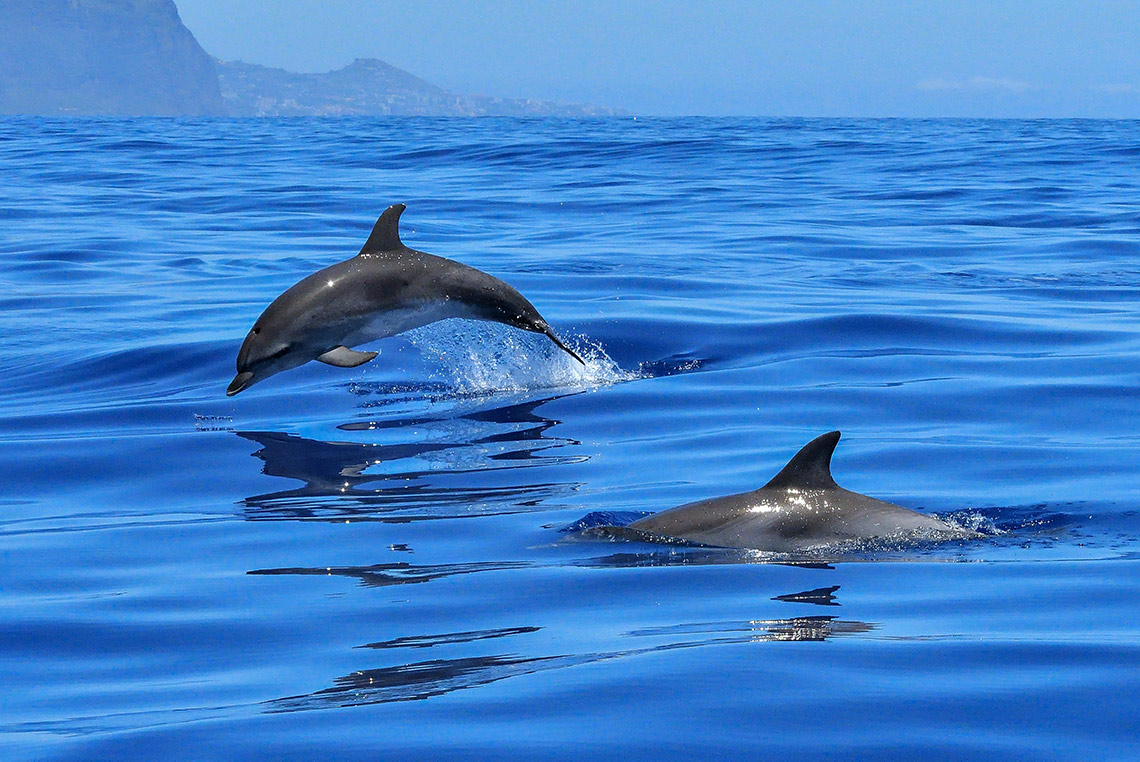Die Natur ist extrem abwechslungsreich - Besonders spannend sind Safaris auf dem Meer, wo zum Beispiel Delfine zu sehen sind
