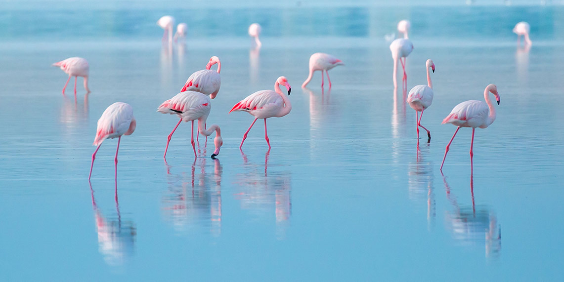 Die Küste von Fuseta ist berühmt für seine Flamingos